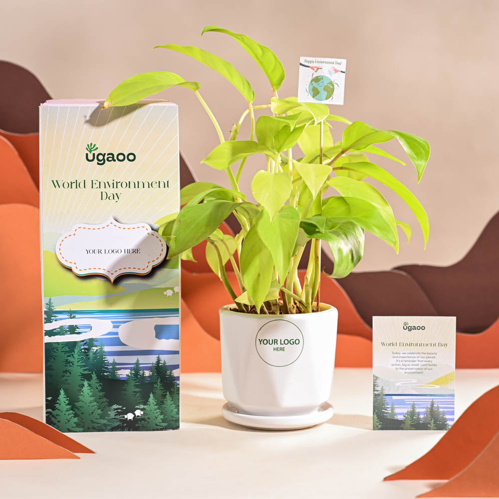 Philodendron Ceylon Golden Plant For Environment Day Gifting