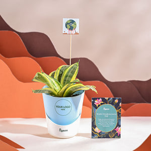 Snake Plant - Golden For Environment Day Gifting