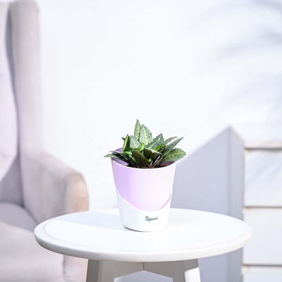 Euphorbia Francoisii Green