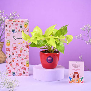Money Plant Golden Women's Day Gift
