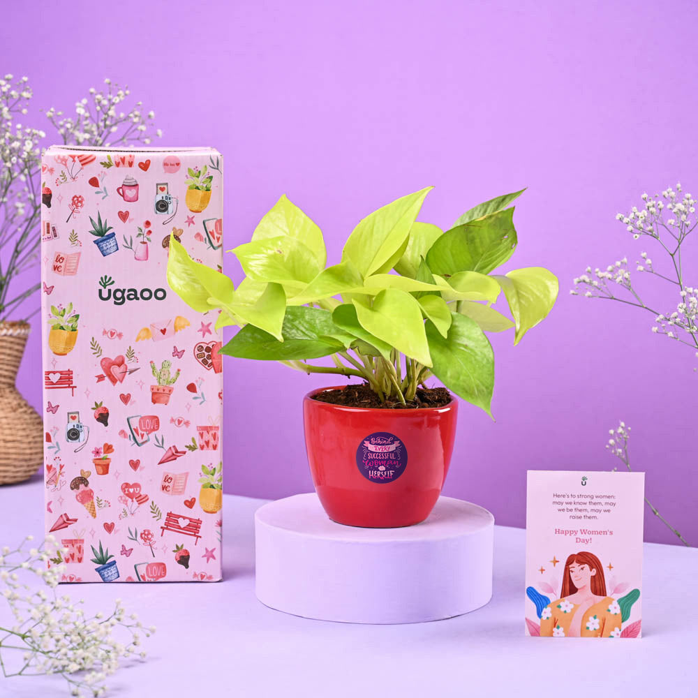 Money Plant Golden Women's Day Gift