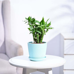 Lotus Lucky Bamboo 5 Sticks