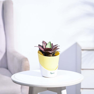 Euphorbia Francoisii Hybrid