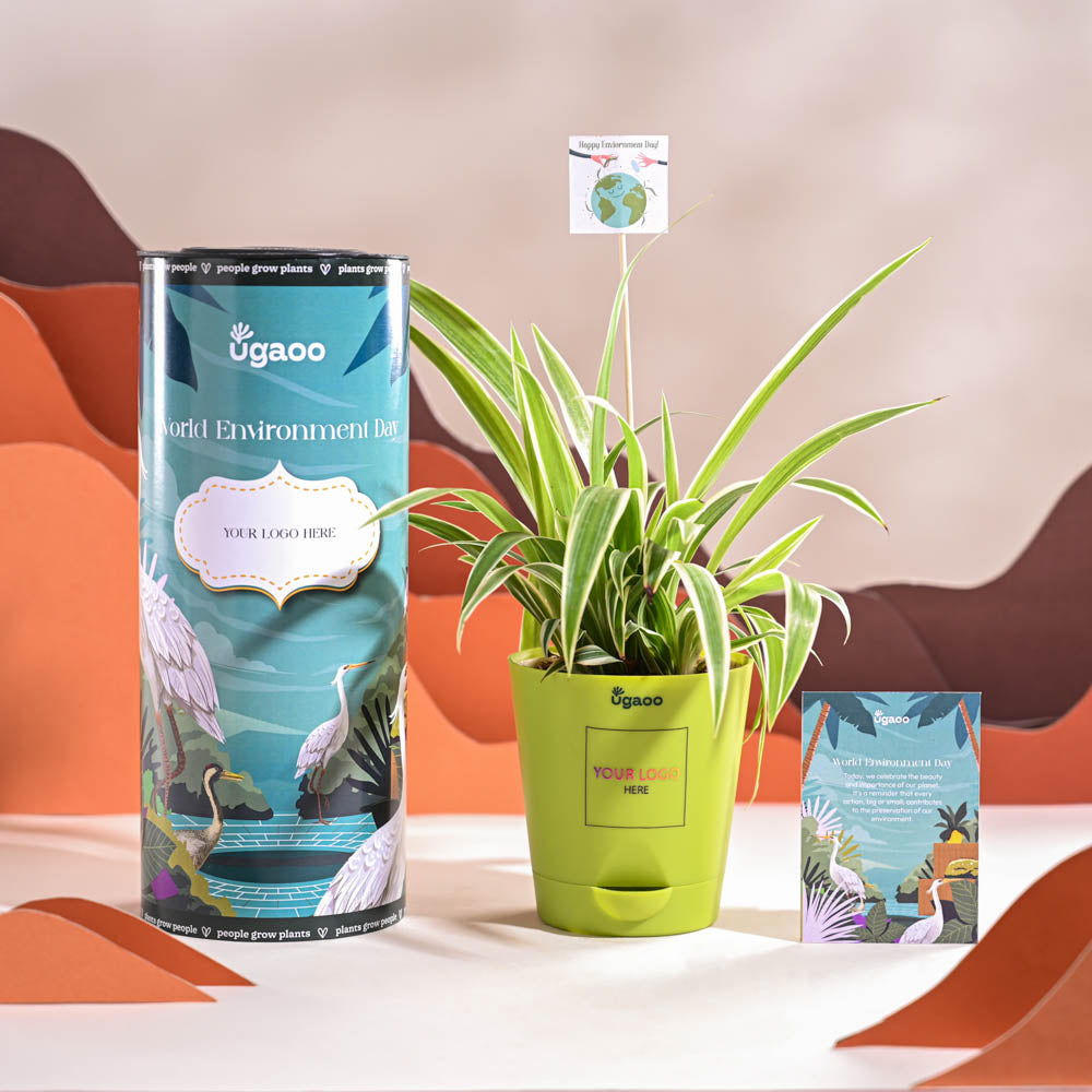 Spider Plant For Environment Day Gifting