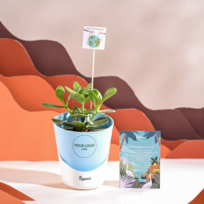 Crassula Ovata Plant For Environment Day Gifting