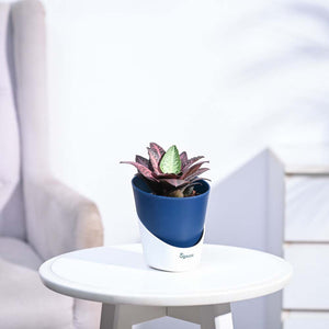 Euphorbia Francoisii Hybrid