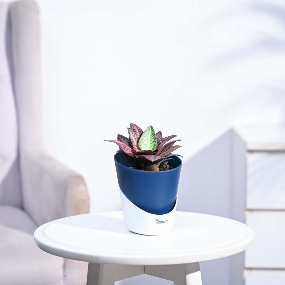 Euphorbia Francoisii Hybrid