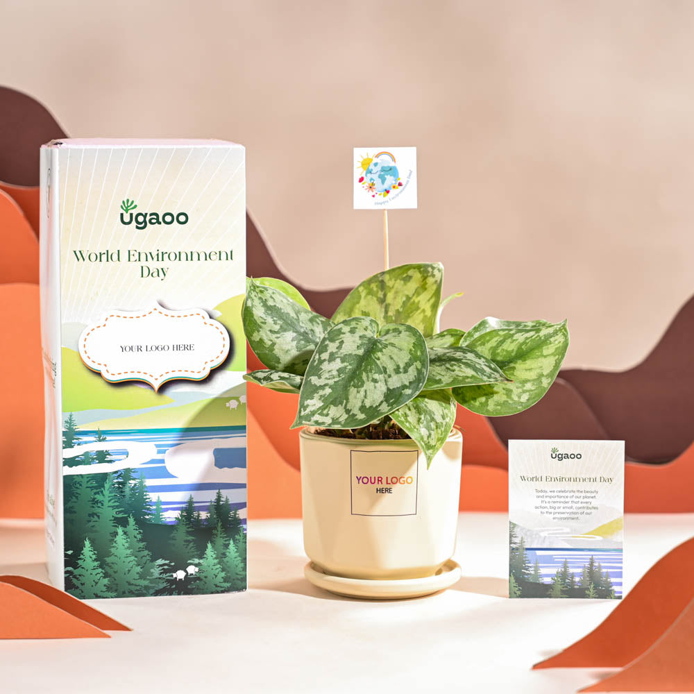 Money Plant Satin For Environment Day Gifting