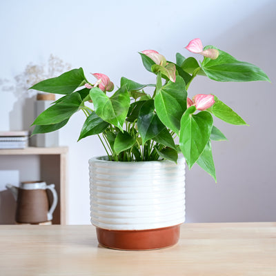 Untold stories Ceramic Planter