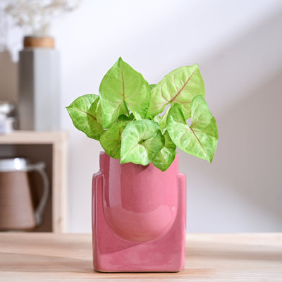 Cats are Gods Ceramic Planter