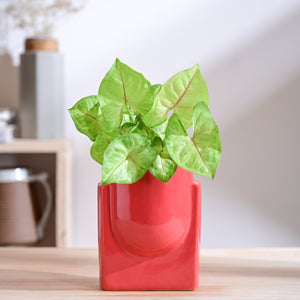 Cats are Gods Ceramic Planter