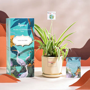 Spider Plant For Environment Day Gifting