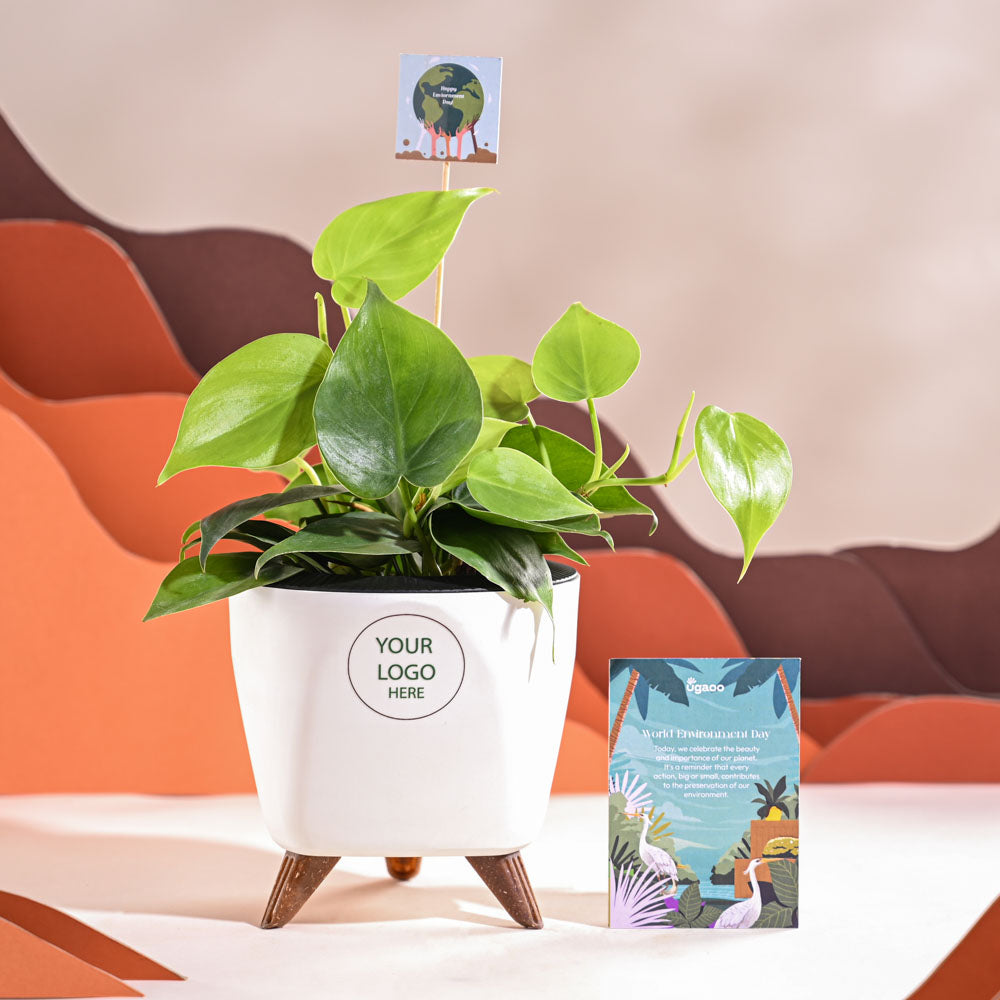 Philodendron Oxycardium Green Plant For Environment Day Gifting