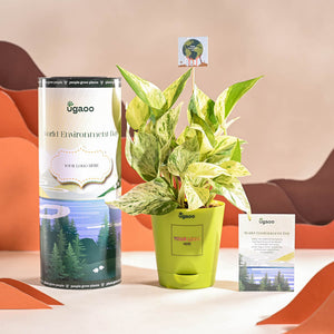 Money Plant Marble For Environment Day Gifting