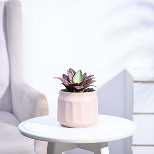 Euphorbia Francoisii Hybrid