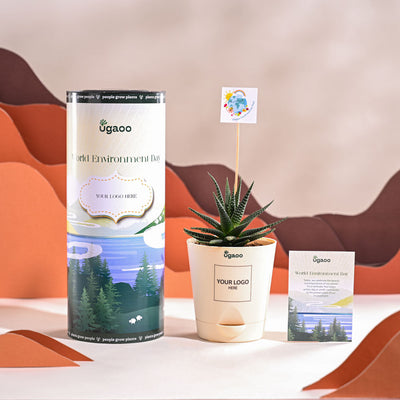 Zebra Haworthia Plant For Environment Day Gifting