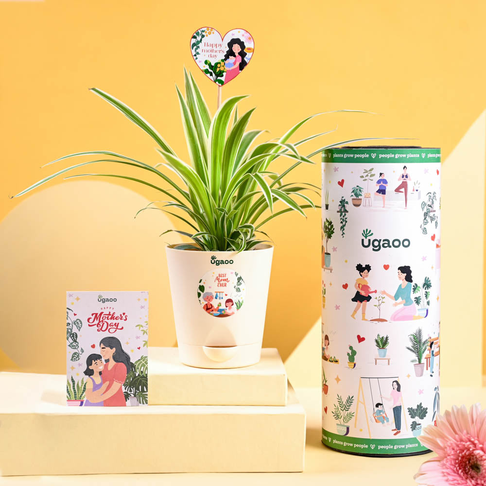 Spider Plant For Mother's Day Gifting