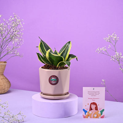 Snake Golden Hahnii in Ceramic Pot Women's Day Gift