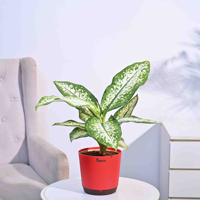 Dieffenbachia Delilah - Large
