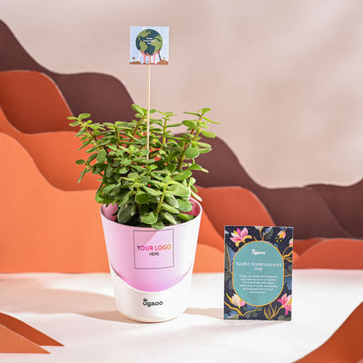 Jade Mini Plant For Environment Day Gifting