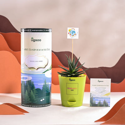 Zebra Haworthia Plant For Environment Day Gifting