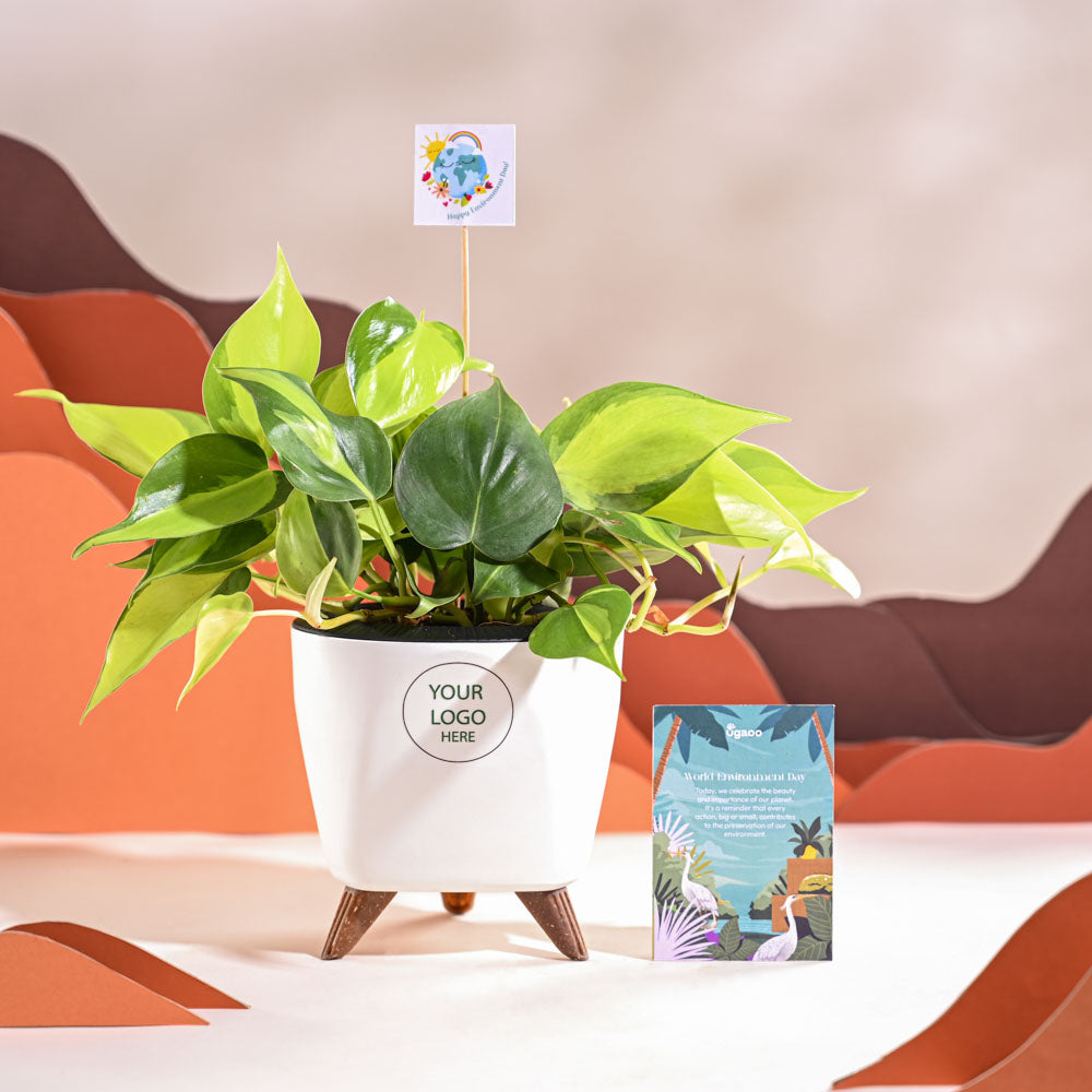 Philodendron Brasil Plant For Environment Day Gifting