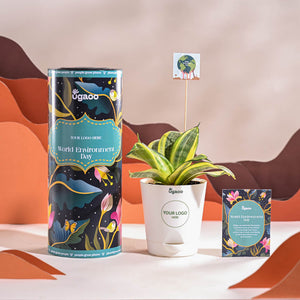 Snake Plant - Golden For Environment Day Gifting