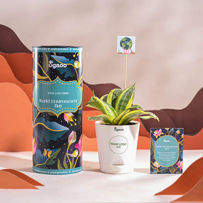 Snake Plant - Golden For Environment Day Gifting