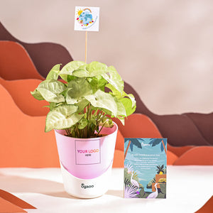 Syngonium White Butterfly Plant- Small For Environment Day Gifting