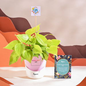 Philodendron Oxycardium Golden Plant For Environment Day Gifting