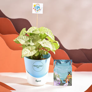 Syngonium White Butterfly Plant- Small For Environment Day Gifting