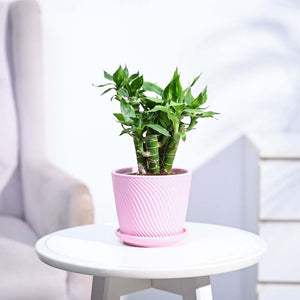 Lotus Lucky Bamboo 5 Sticks