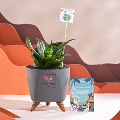 Snake Plant - Green For Environment Day Gifting