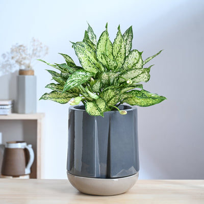 Moonlight Drama Ceramic Planter