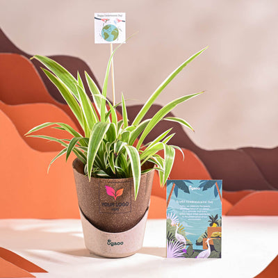 Spider Plant For Environment Day Gifting