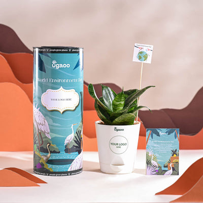 Snake Plant - Green For Environment Day Gifting
