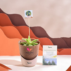 Haworthia Cooperi Fleshy For Environment Day Gifting