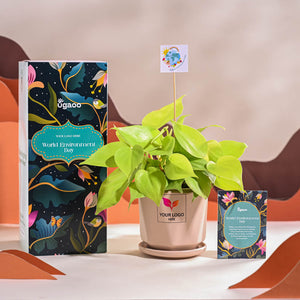 Philodendron Oxycardium Golden Plant For Environment Day Gifting