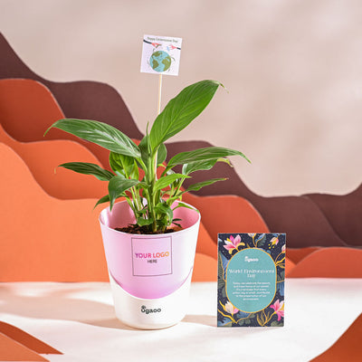 Peace Lily For Environment Day Gifting