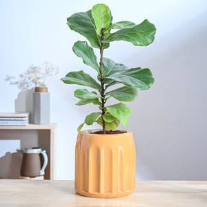 Blushing Sun Ceramic Planter