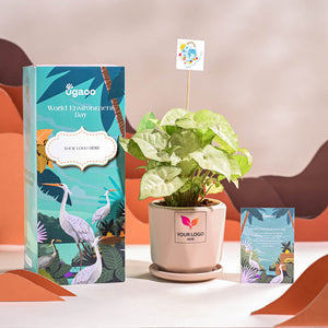 Syngonium White Butterfly Plant- Small For Environment Day Gifting