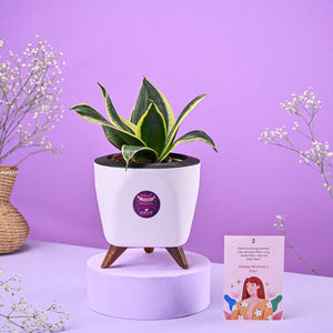 Snake Golden Hahnii Women's Day Gift