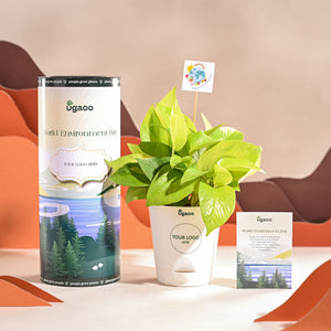 Money Plant Golden For Environment Day Gifting