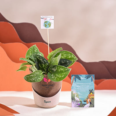 Satin Pothos Argyraeus-small For Environment Day Gifting