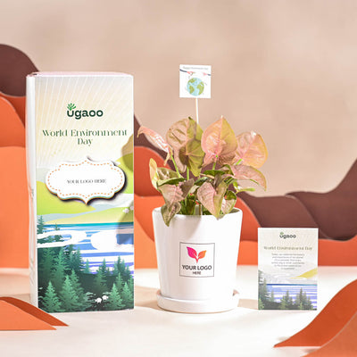 Syngonium Pink Plant For Environment Day Gifting