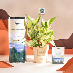 Money Plant Marble For Environment Day Gifting