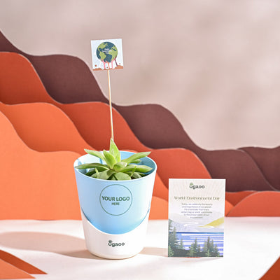 Haworthia Cooperi Fleshy For Environment Day Gifting