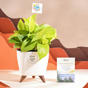 Money Plant Golden For Environment Day Gifting