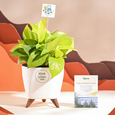 Money Plant Golden For Environment Day Gifting