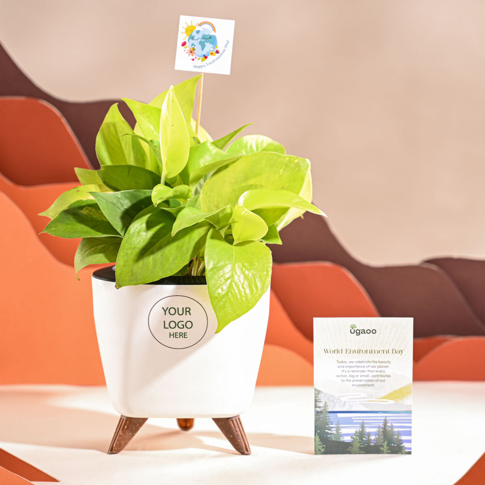 Money Plant Golden For Environment Day Gifting
